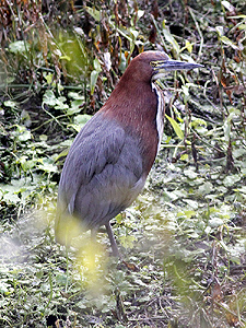 Tigrisoma lineatum - hocó colorado