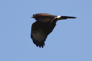 Parabuteo unicinctus - gavilán mixto