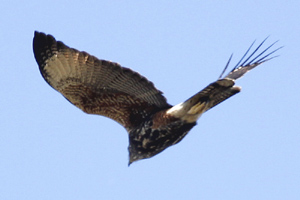 Parabuteo unicinctus - gavilán mixto