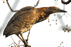 Tigrisoma lineatum - hocó colorado