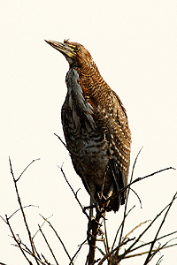 Tigrisoma lineatum - hocó colorado