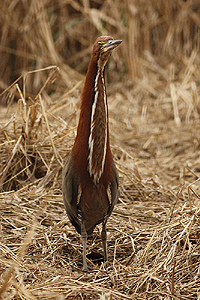 Tigrisoma lineatum - hocó colorado