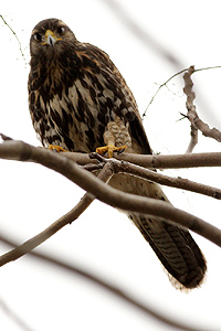 Parabuteo unicinctus - gavilán mixto