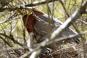 Tigrisoma lineatum - hocó colorado