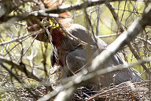 Tigrisoma lineatum - hocó colorado