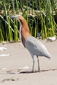Tigrisoma lineatum - hocó colorado