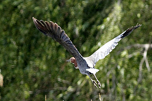 Tigrisoma lineatum - hocó colorado