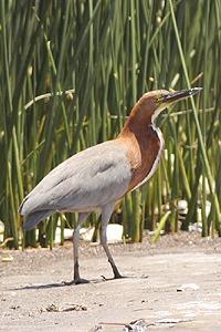 Tigrisoma lineatum - hocó colorado