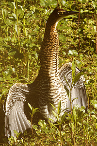 Tigrisoma lineatum - hocó colorado