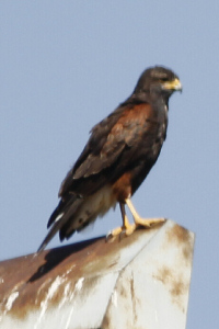 Parabuteo unicinctus - gavilán mixto