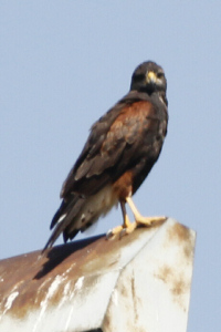 Parabuteo unicinctus - gavilán mixto