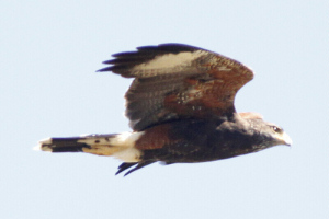 Parabuteo unicinctus - gavilán mixto