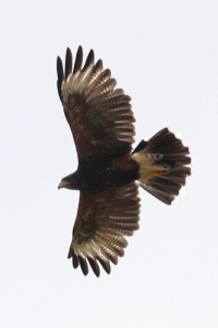 Parabuteo unicinctus - gavilán mixto