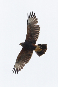 Parabuteo unicinctus - gavilán mixto
