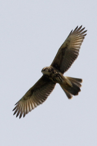 Parabuteo unicinctus - gavilán mixto