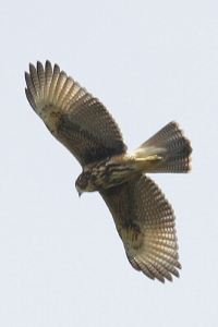 Parabuteo unicinctus - gavilán mixto