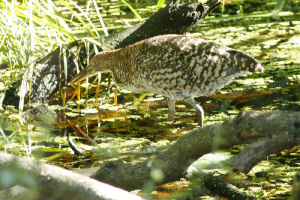 Tigrisoma lineatum - hocó colorado
