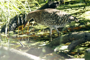Tigrisoma lineatum - hocó colorado