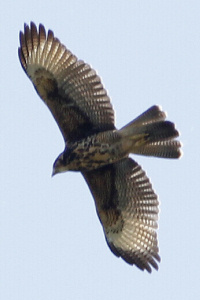 Parabuteo unicinctus - gavilán mixto
