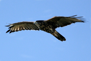 Parabuteo unicinctus - gavilán mixto