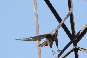 Parabuteo unicinctus - gavilán mixto