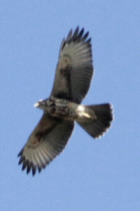 Parabuteo unicinctus - gavilán mixto