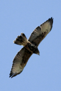 Parabuteo unicinctus - gavilán mixto