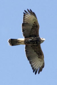 Parabuteo unicinctus - gavilán mixto