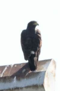 Parabuteo unicinctus - gavilán mixto