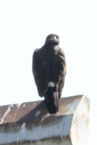 Parabuteo unicinctus - gavilán mixto