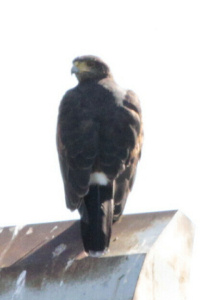 Parabuteo unicinctus - gavilán mixto