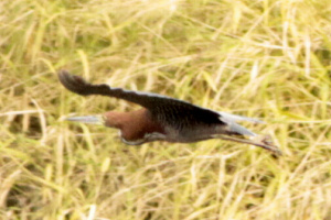 Tigrisoma lineatum - hocó colorado