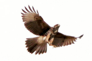 Parabuteo unicinctus - gavilán mixto