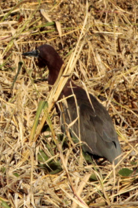 Tigrisoma lineatum - hocó colorado