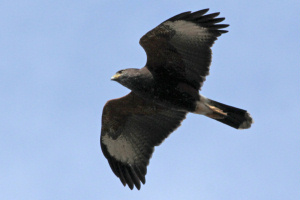 Parabuteo unicinctus - gavilán mixto