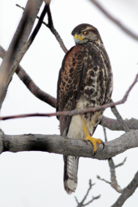 Parabuteo unicinctus - gavilán mixto