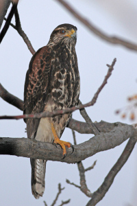 Parabuteo unicinctus - gavilán mixto
