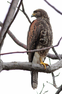 Parabuteo unicinctus - gavilán mixto