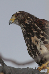 Parabuteo unicinctus - gavilán mixto