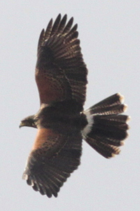 Parabuteo unicinctus - gavilán mixto