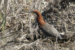 Tigrisoma lineatum - hocó colorado