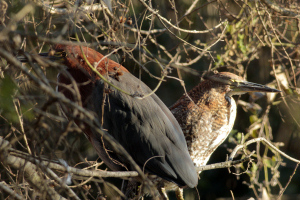 Tigrisoma lineatum - hocó colorado