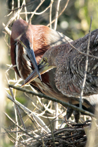 Tigrisoma lineatum - hocó colorado