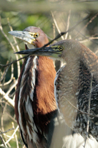 Tigrisoma lineatum - hocó colorado