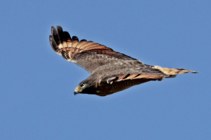 Parabuteo unicinctus - gavilán mixto