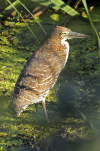 Tigrisoma lineatum - hocó colorado