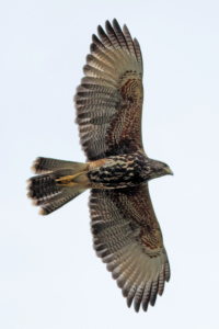 Parabuteo unicinctus - gavilán mixto