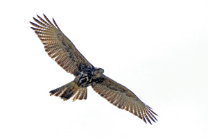 Parabuteo unicinctus - gavilán mixto