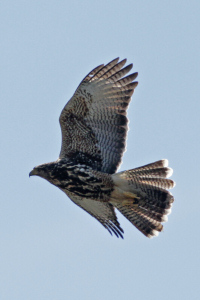 Parabuteo unicinctus - gavilán mixto