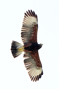 Parabuteo unicinctus - gavilán mixto